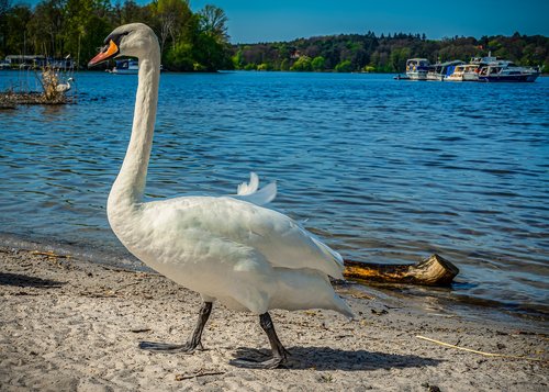 swan  water  lake