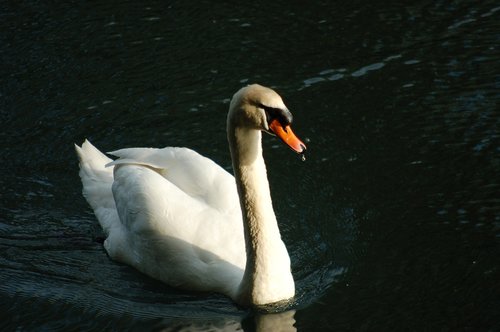swan  water birds  feather