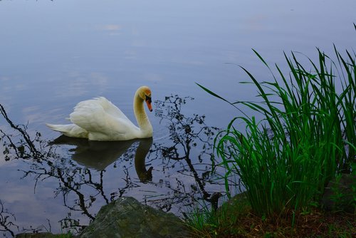 swan  park lake  sunset