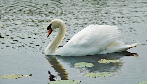 swan  water  white
