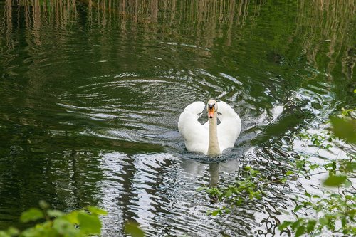 swan  swim  waters