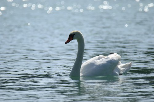 swan  white  lake