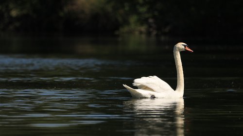 swan  lake  bird