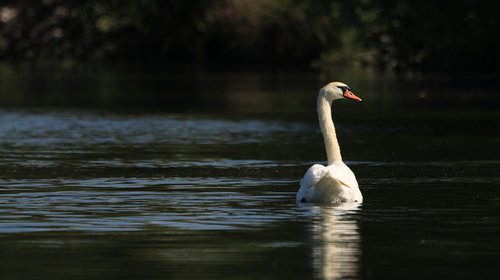 swan  lake  bird