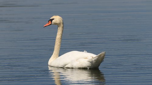 swan  lake  bird