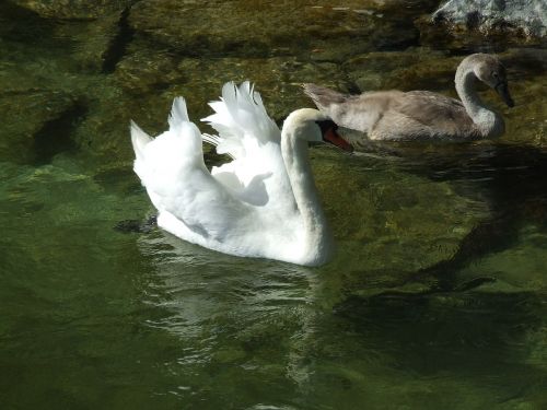 swan cygnet water