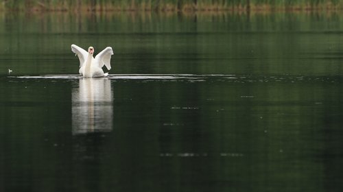 swan  lake  wing