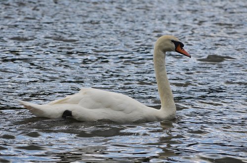 swan  river  thames