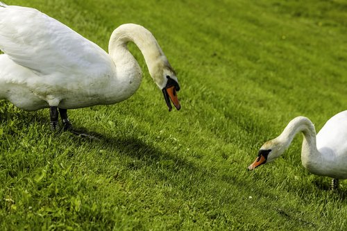 swan  bird  animal