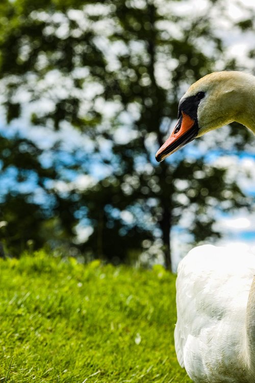 swan  portrait  bird