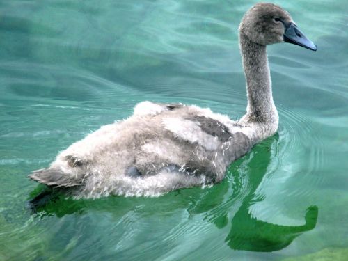 swan fluffy animal world