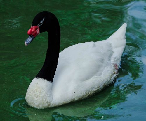 swan black-necked swan cygnus melancoryphus