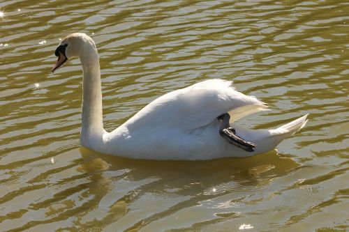 swan nature animals