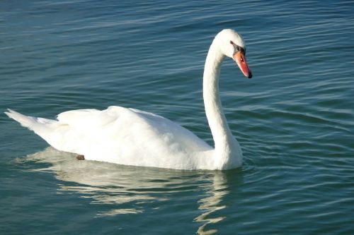 swan bird water