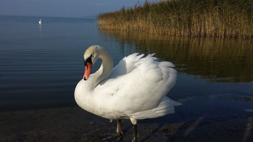 swan bird white