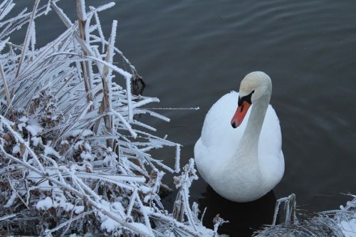 swan snow nature