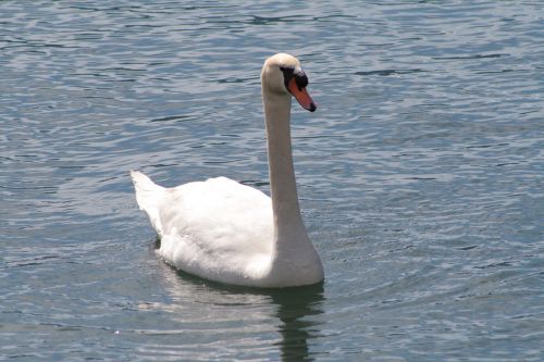 swan lake water