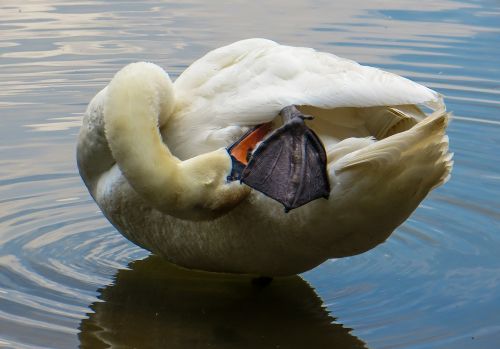 swan animal water bird