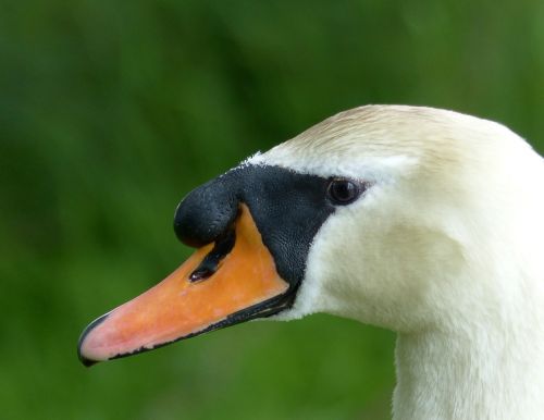 swan bird elegance