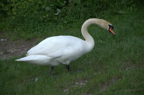swan lake animal