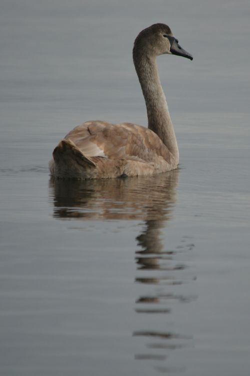 swan nature animal