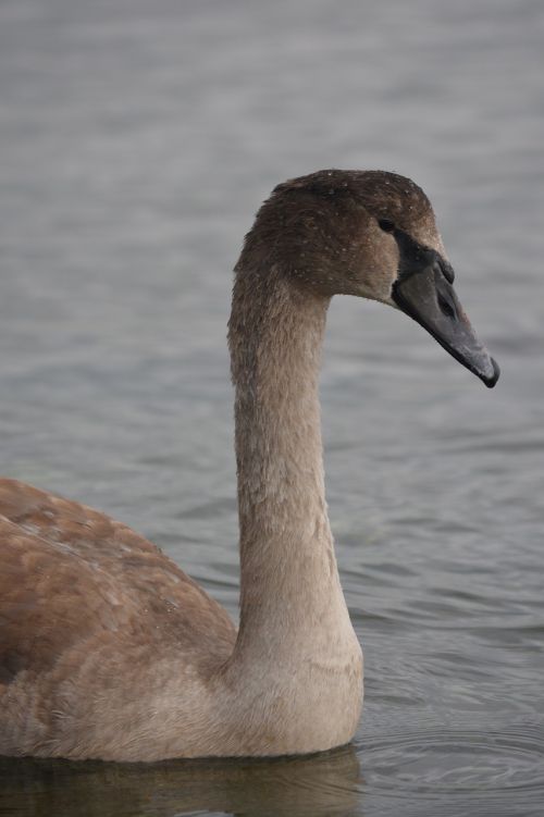 swan nature animal