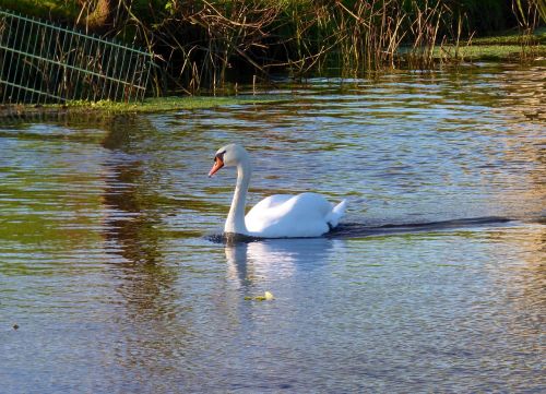 swan bird waterfowl