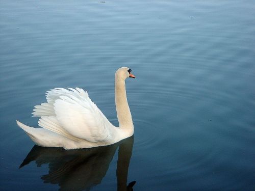 swan pond surface
