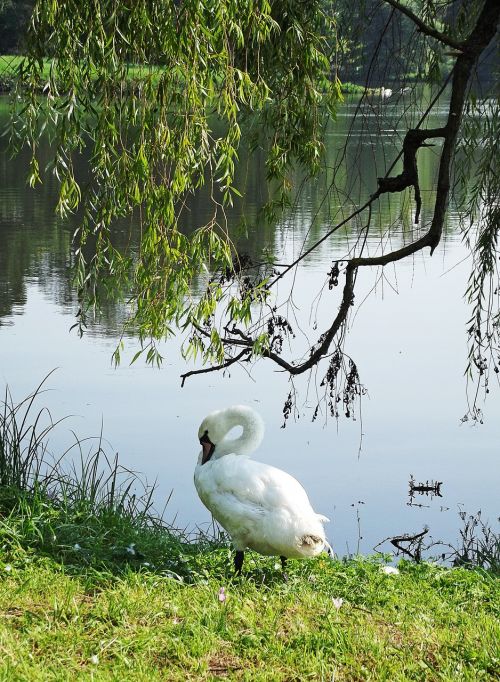 swan pond branches