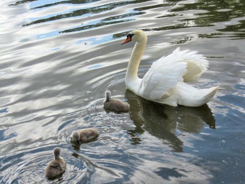 swan baby signets river