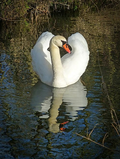 swan lake water bird