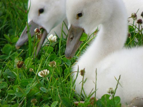 swan cub bird