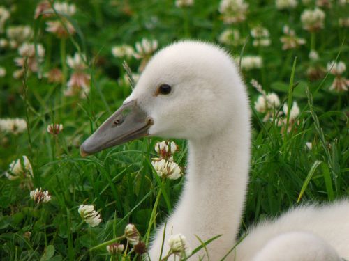 swan cub bird