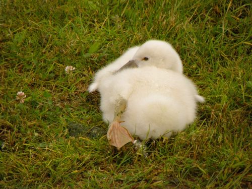 swan cub white