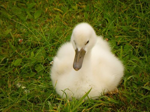 swan cub white