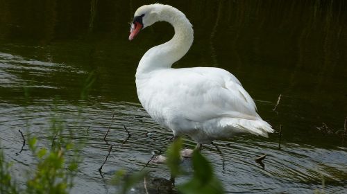 swan nature water