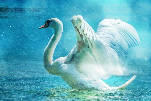 swan beautiful white