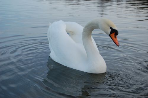 swan lake nature