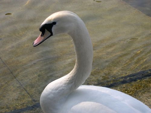 swan zurich lake