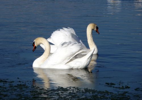 swan water bird water