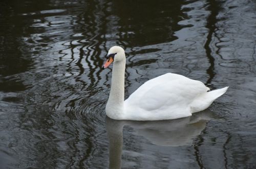 swan water river