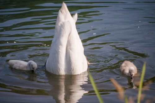 swan food lake