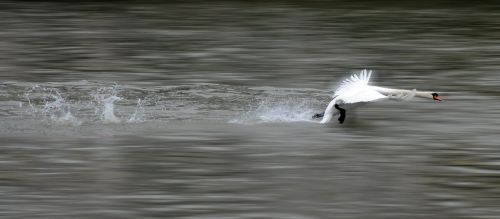 swan take-off bird