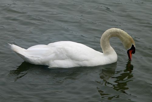 swan mute bird