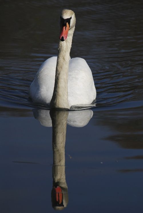 swan reflection water