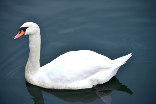 swan swan in the water water