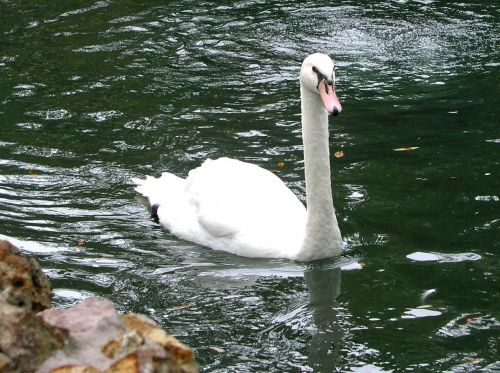 swan gliding swimming