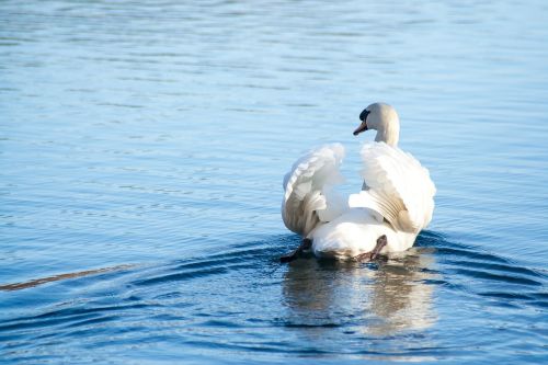 swan bird water