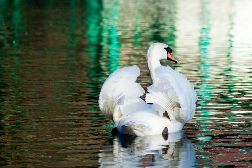 swan bird water