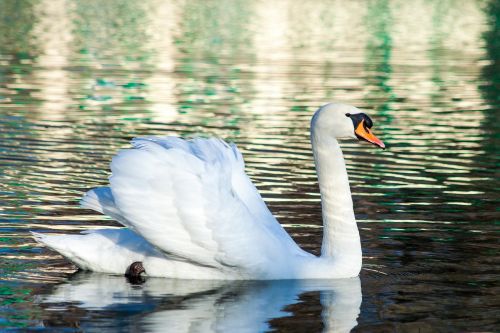 swan bird water